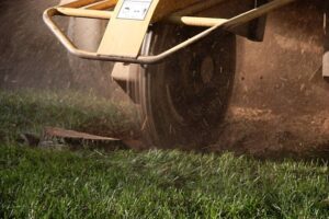 contact tree stump removal company Adelaide